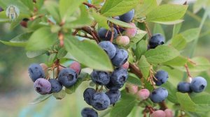 Голубика сорт Элизабет