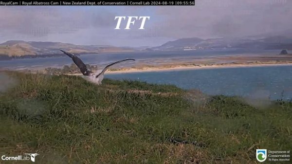 Альбатрос. Тренируемся к полету  - The albatross. We are training for the flight