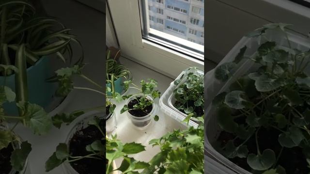 кампанула подставка для цветочных горшков икеа смотреть онлайн