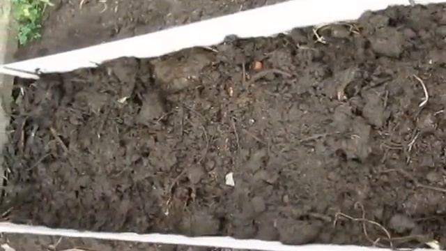 Клубника в умных грядках! Planting strawberries in smart beds! смотреть онлайн