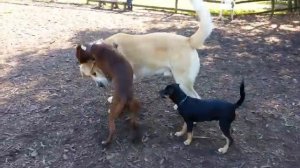 Алабай против Питбуля