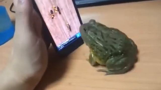 Жаба играется на смартфоне.mp4 смотреть онлайн