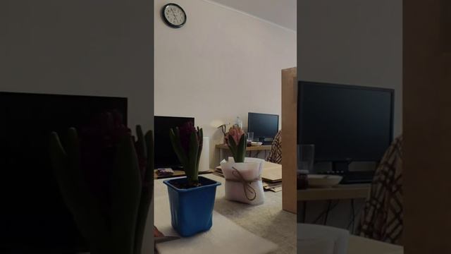 Быстрая и лёгкая упаковка цветка #8марта #гиацинт #мастеркласс #упаковка #цветы #рукоделие #handmad смотреть онлайн