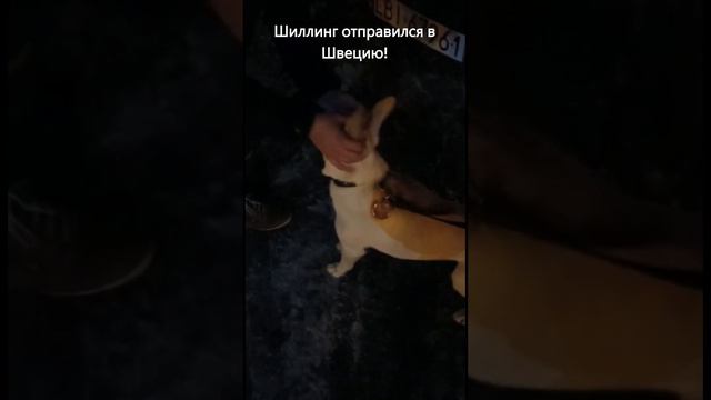 Реми и Шиллинг отправились по домам! Шиллинг сразу в семью, а вот Реми пока не повезло смотреть онлайн