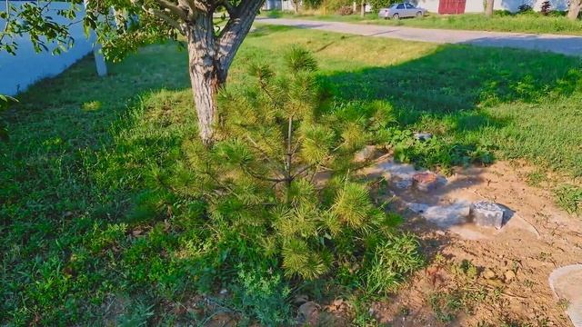 Что выжило! Итоги посадки большой ели и сосны. Какие особенности! смотреть онлайн