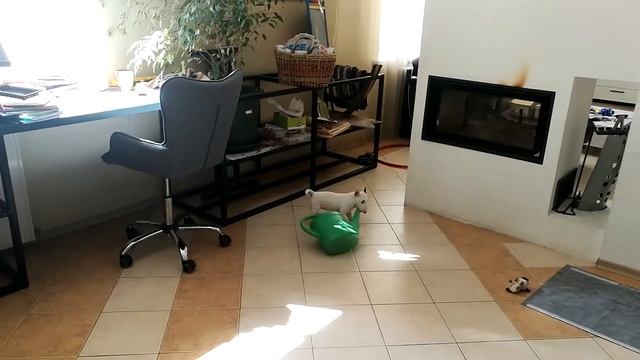Мини бультерьер девочка 3.5 месяца / mini bull terrier age 3.5 months смотреть онлайн