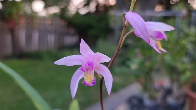 Sophie's Garden 网购兰花后续，开花了！错版了！ смотреть онлайн