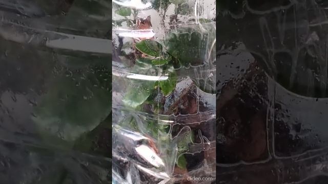 мой комнатные растения .после зимы поставил на солнце . как теплица март 2022 .гардения роза герань смотреть онлайн