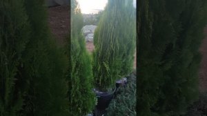 туя аурея перамидалис .посадка и уход