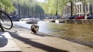 Вид глазами кота  2019 года