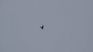 Серпастые голуби 2023г.Голуба одногнёздки.