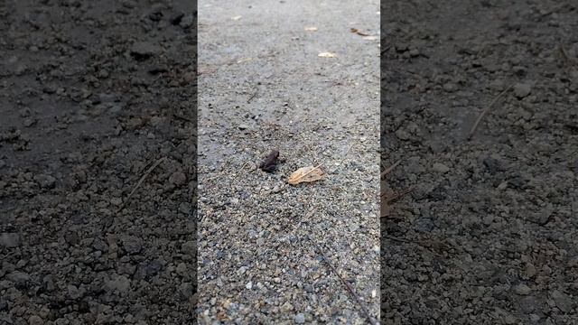 Лягушка у дороги