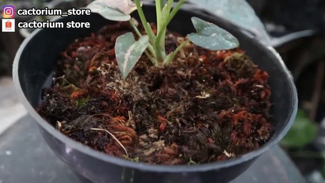 SYNGONIUM PINK SPLASH YANG LAGI TREND | Harga Syngonium Pink Splash | Bunga Syngonium | Pink splash смотреть онлайн