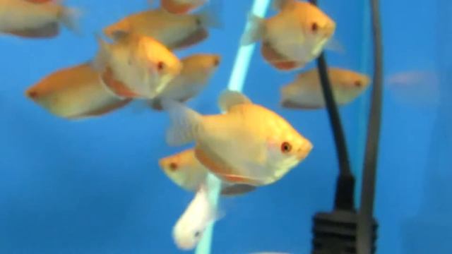 Аквариумная рыбка - Гурами Золотой. смотреть онлайн