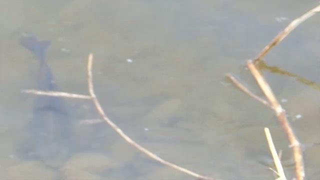 Водоем и его обитатели_ смотреть онлайн