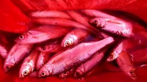 Ловля  УКЛЕЙКИ и ...