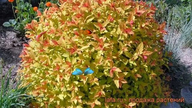 Спирея японская Мэджик Карпет (spiraea japonica) ? обзор: как сажать, саженцы спиреи Мэджик Карпет смотреть онлайн