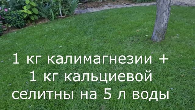 Пожелтели листья на гортензиях? Поможем им востановить цвет! смотреть онлайн