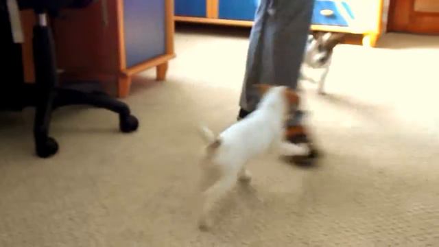 Копия видео "Джек рассел терьер" смотреть онлайн