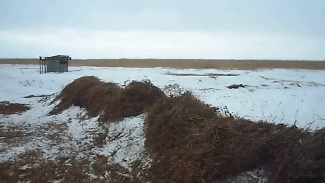 Подкормка косули в зимнее время. смотреть онлайн