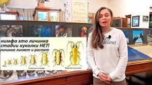 Насекомые с полным и неполным превращением  Урок биологии №67