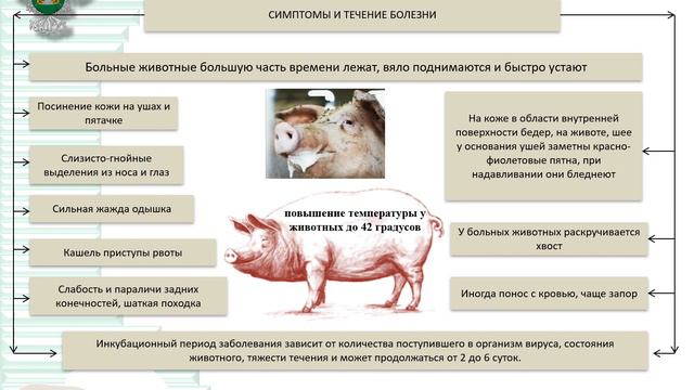 АЧС источники инфекции 1 смотреть онлайн
