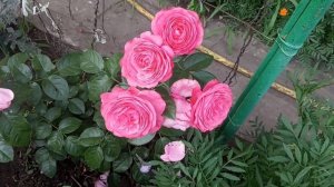 Одна из лучших роз.Плетистая роза Розана из питомника Кордес.