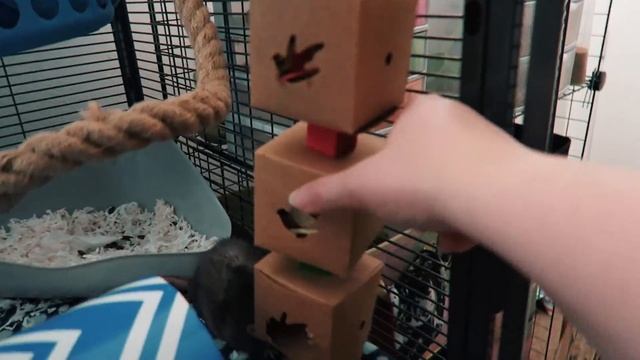Meet My Rats (& Cage Tour) смотреть онлайн