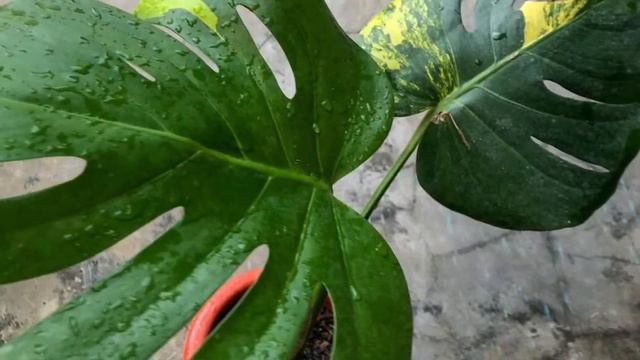 Monstera Marlyn | Monstera Yellow Marilyn