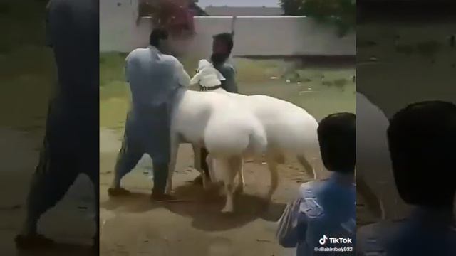 Ок кочкарлар смотреть онлайн