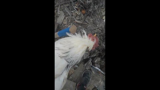 что делать если петух при смерти смотреть онлайн