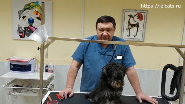 Экспресс линька собак и кошек. Это нужно знать каждому. смотреть онлайн