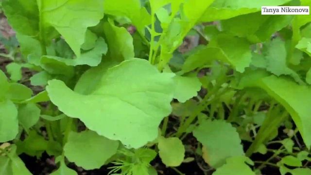 Салаты с Корицей