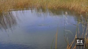 Как ловить на "хорватское" яйцо.