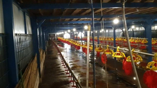 1,3 MILYAR KANDANG CLOSE HOUSE KONSTRUKSI BAJA POPULASI 25000 EKOR