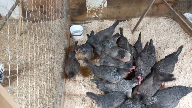 куры легбар,пополнение в моем хозяйстве. смотреть онлайн