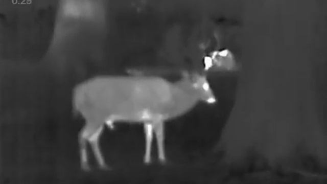 Pulsar Axion XM30F Damhirsch/Fallow Deer ? смотреть онлайн