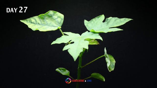 Growing Papaya Tree From Seed (62 Days Time Lapse) смотреть онлайн