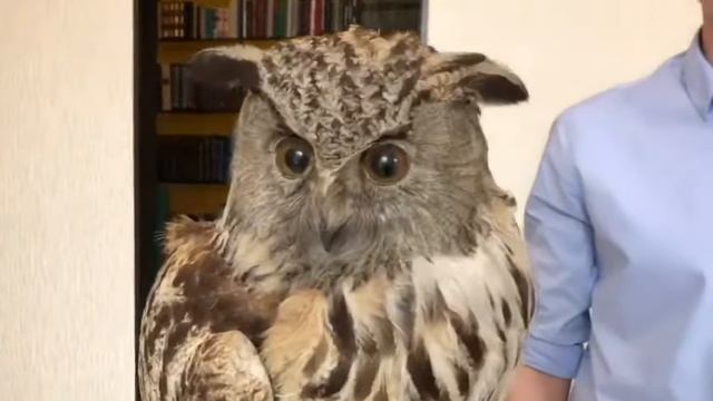 20200403-Онлайн-экскурсия из отдела природы - 'Птицы' смотреть онлайн