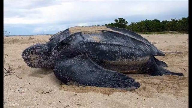 Самые большие животные в мире 3 смотреть онлайн