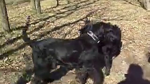 п-к Роман-Кош..Беседа. Балаклава Баска и Глорис Магнат. Николаев смотреть онлайн