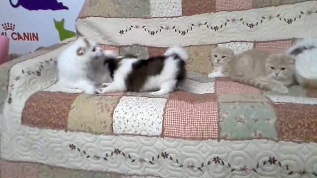 Scottish Fold vs Chihuahua смотреть онлайн