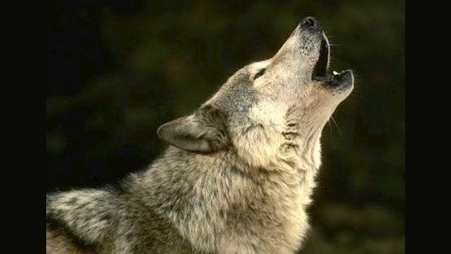 К чему воет собака: толкование приметы и объяснение кинологов смотреть онлайн