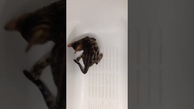 Котик играет со своим хвостом в ванной смотреть онлайн