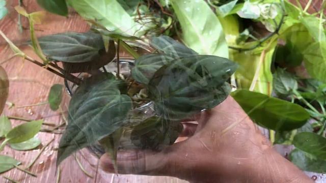 Propagating my plants from cuttings this monsoon || Balcony gardening🌱🌱|| Indoor plants смотреть онлайн
