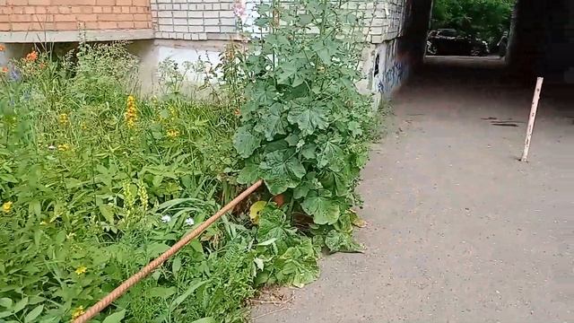 Цветы у подъезда в городе смотреть онлайн