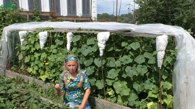 ? Почему горчат огурцы - 7 дач смотреть онлайн