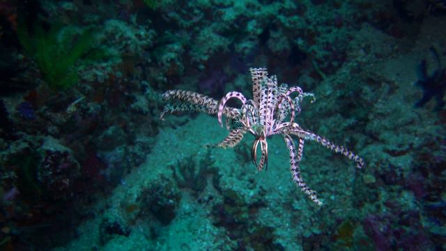Diving in Indonesia - Komodo and Bali смотреть онлайн