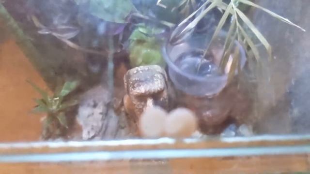 Геккон лугубрис – яйца в террариуме! Mourning gecko (Lepidodactylus lugubris) laid eggs in terrariu смотреть онлайн