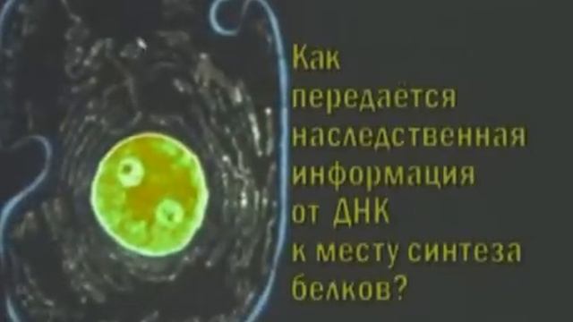 Биосинтез белков смотреть онлайн